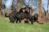 ROTTWEILER 506